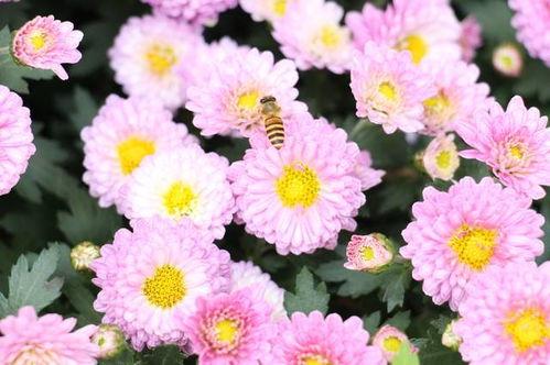 深圳木棉花爆料案件最新,揭开娱乐圈潜规则黑幕